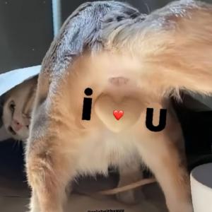 ne mяy