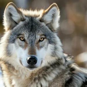 gray_wolf